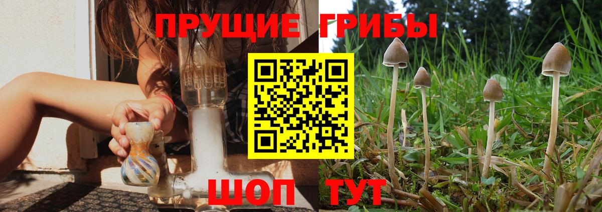 Галлюциногенные грибы Psilocybe Сатка